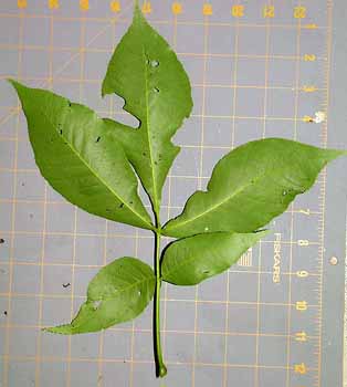 Carya ovata leaf