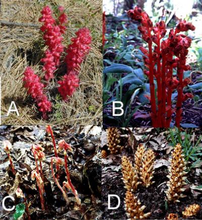 A. Sarcodes sanguinea, the snow plant, B. broomrape, C. another Monotropa, and D. squaw root